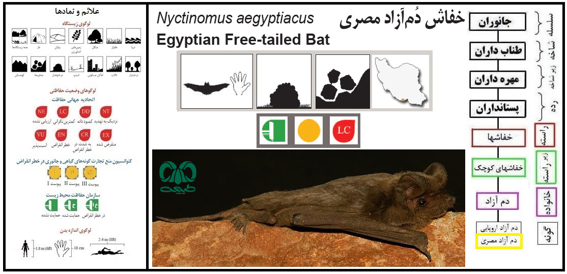 خفاش دم آزاد مصری